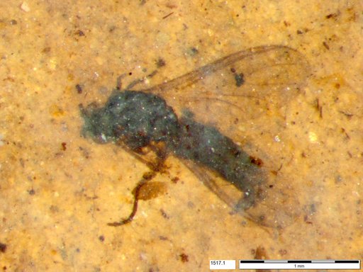 Diptera
