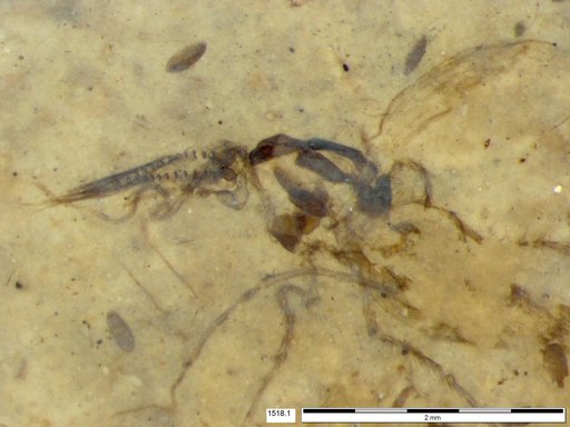 Chaoboridae