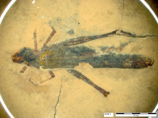 Genus sp