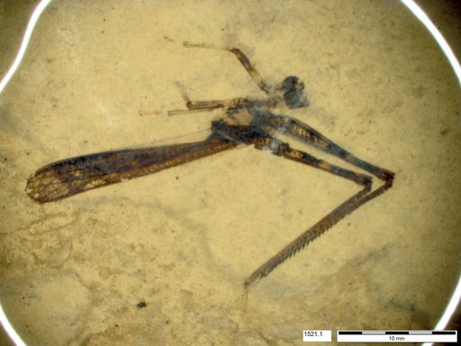 Genus sp