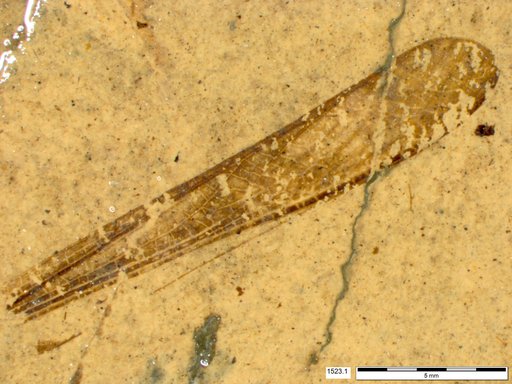 Genus sp