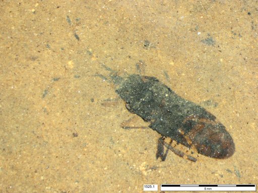 Genus sp