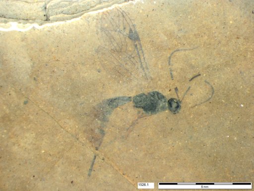 Ichneumonidae