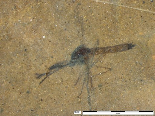 Genus sp