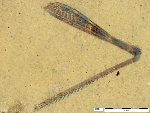 Genus sp