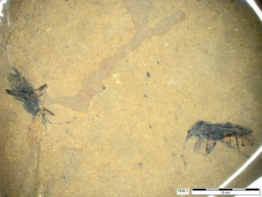 Genus sp