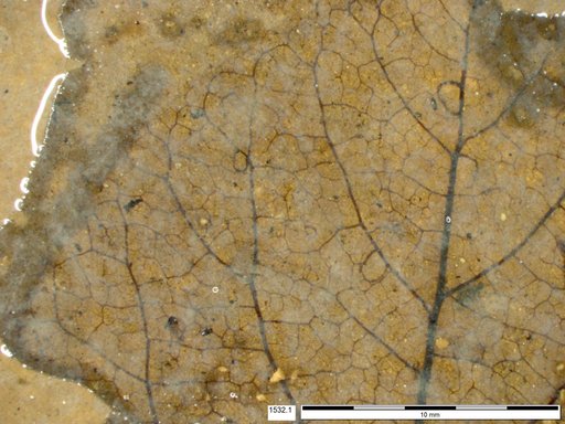 Tracheophyta