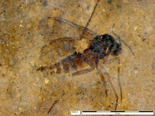Diptera