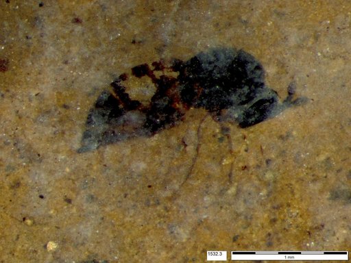 Genus sp