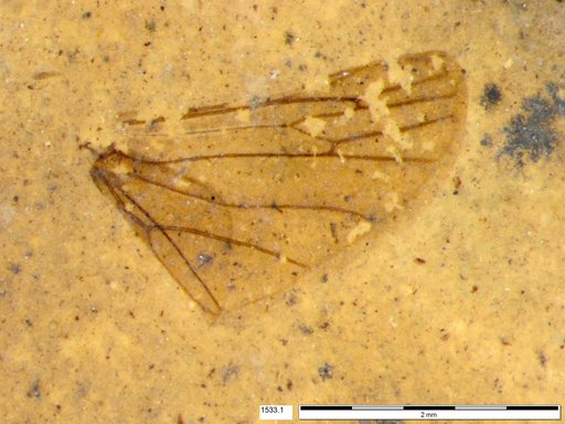 Genus sp