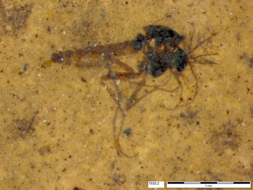 Genus sp