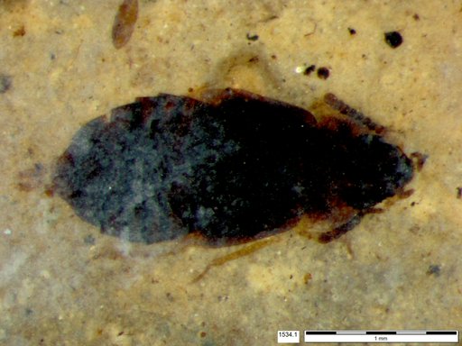 Genus sp