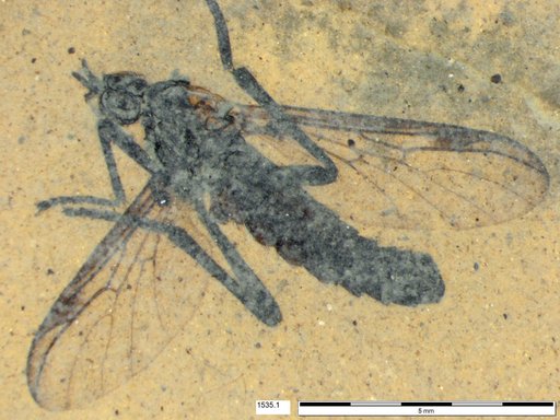 Genus sp