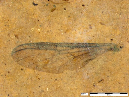 Genus sp