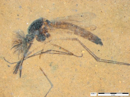Genus sp