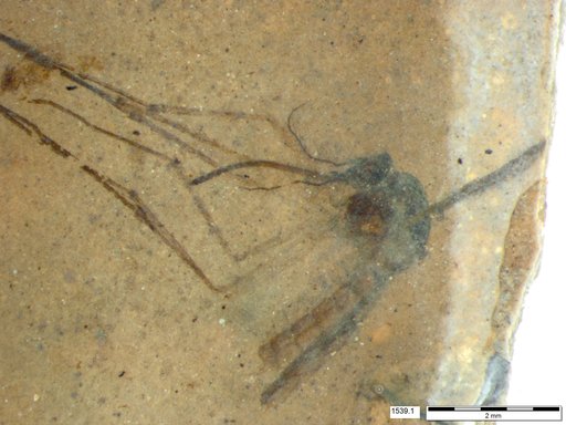 Genus sp