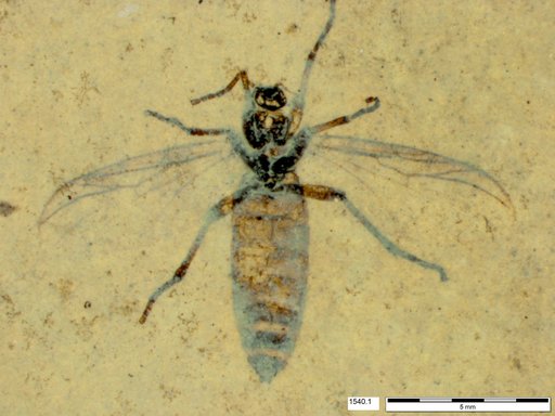 Genus sp
