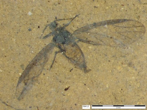 Aphididae