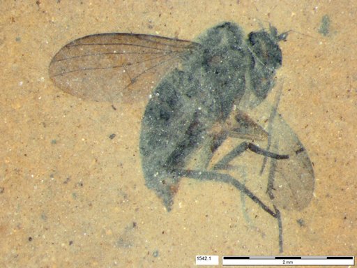 Diptera