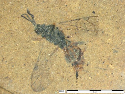 Ichneumonidae