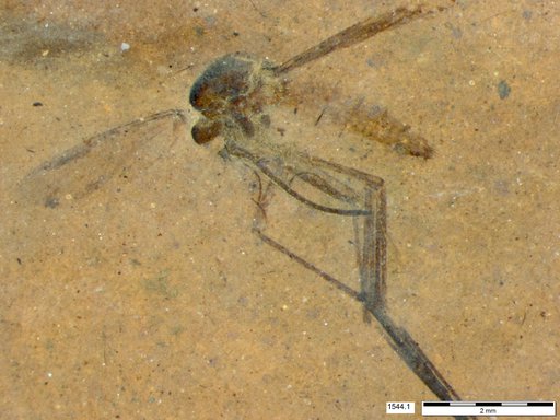 Genus sp