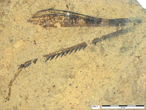Genus sp