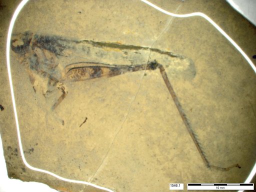 Genus sp