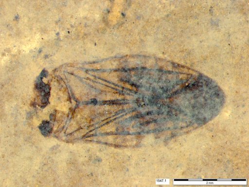 Corixidae