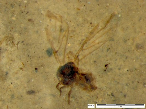 Aphididae