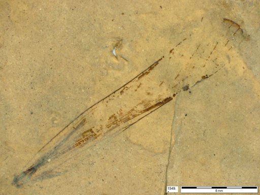 Genus sp