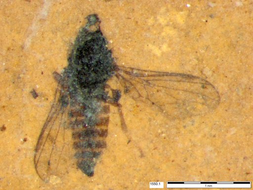 Diptera