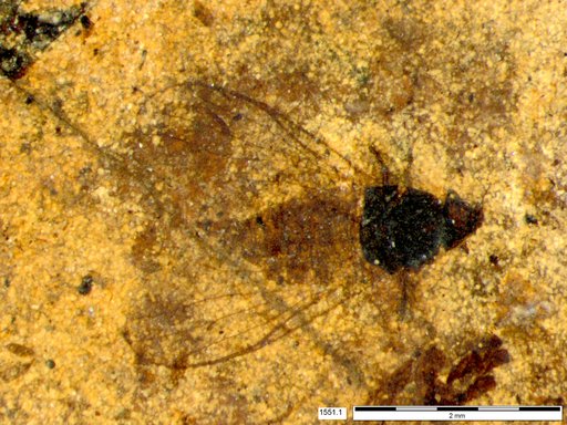 Diptera