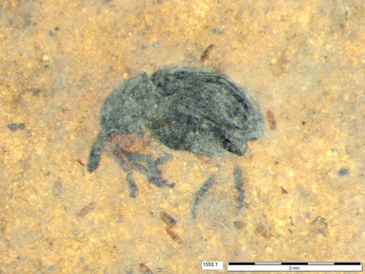 Genus sp