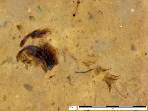 Chaoboridae