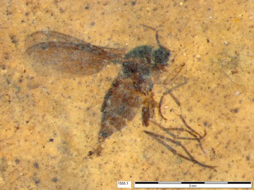Sciaridae