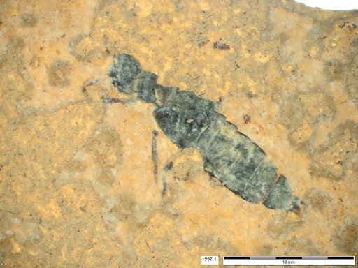 Genus sp