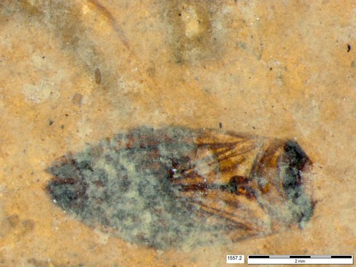 Corixidae