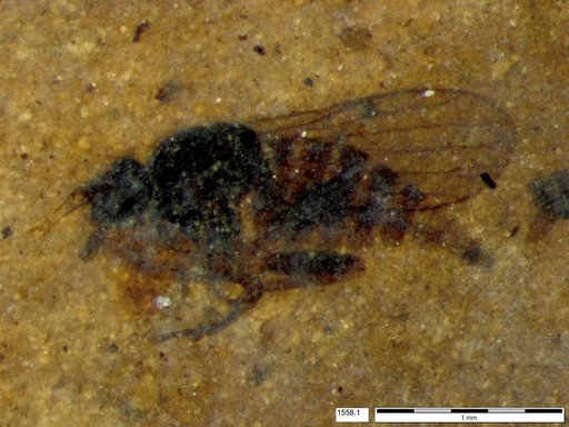 Diptera