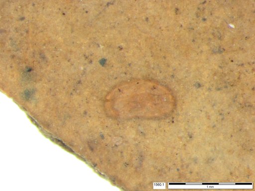 Gastropoda