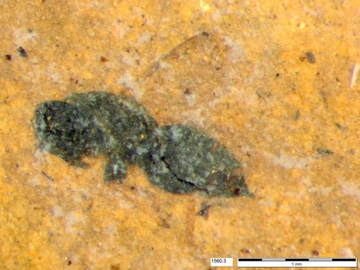 Genus sp