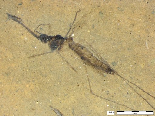 Genus sp