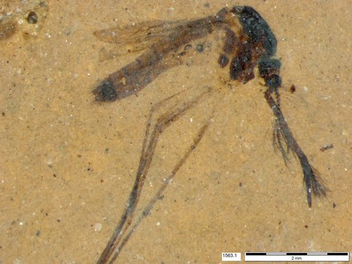 Genus sp