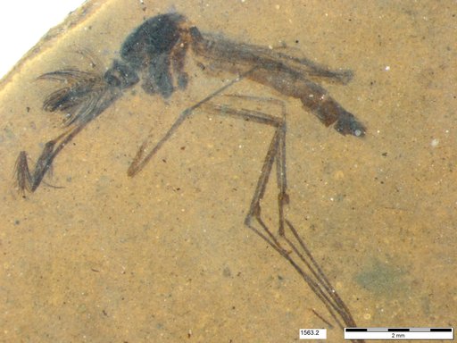 Genus sp
