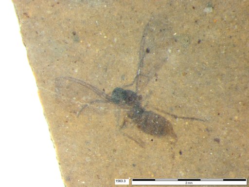 Diptera