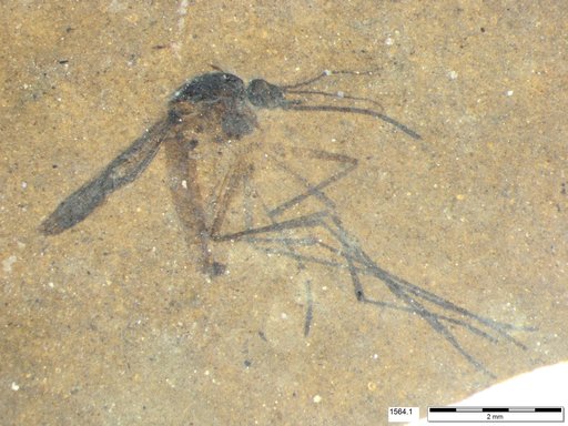 Genus sp