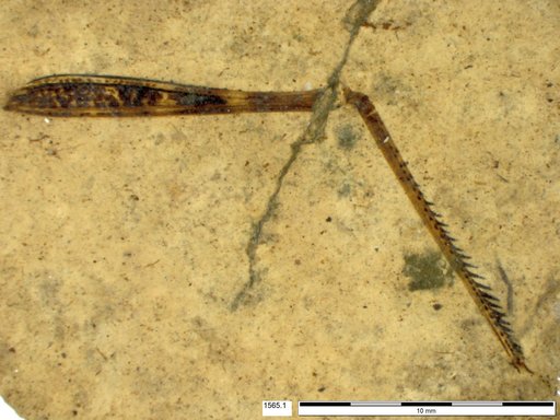 Genus sp