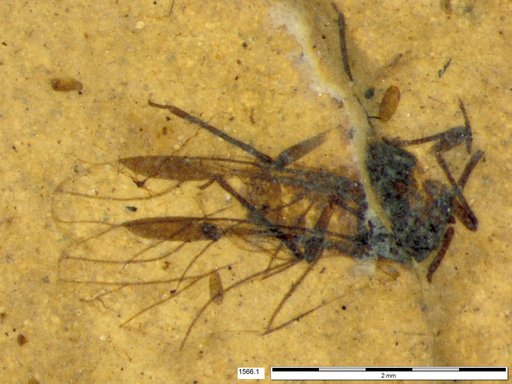 Aphididae