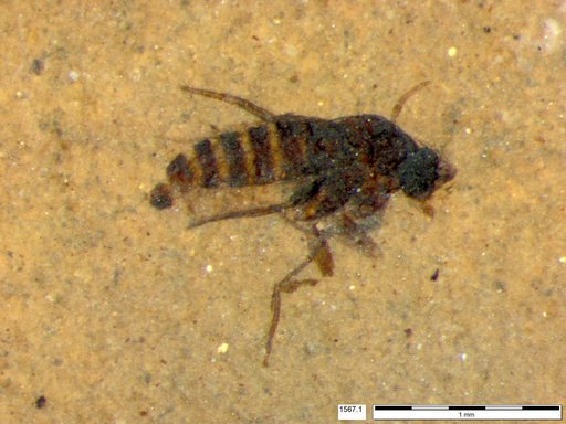Phoridae