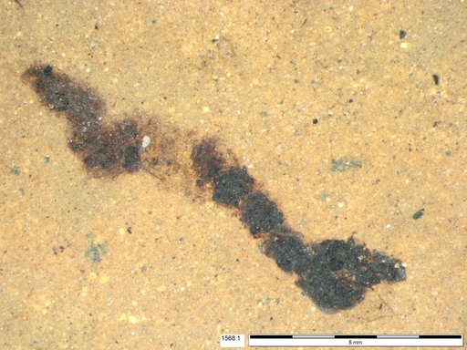 Genus sp