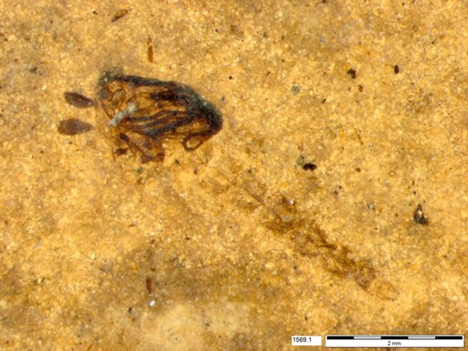 Diptera